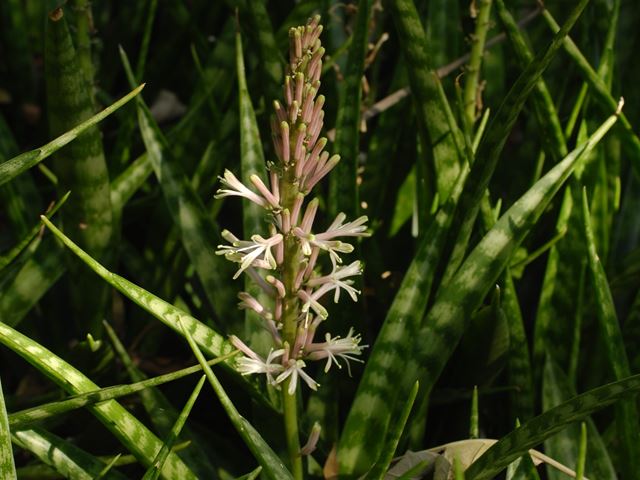 Sanseveria aethiopica   COn